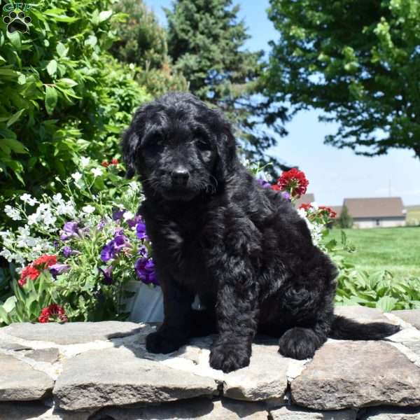 Callie, Bernedoodle Puppy
