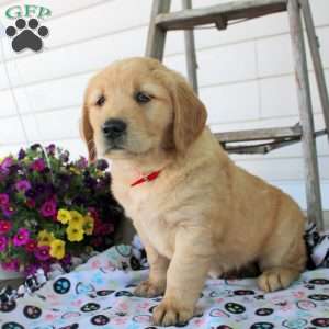 Callie, Golden Retriever Puppy