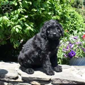 Callie, Bernedoodle Puppy
