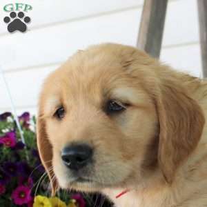 Callie, Golden Retriever Puppy