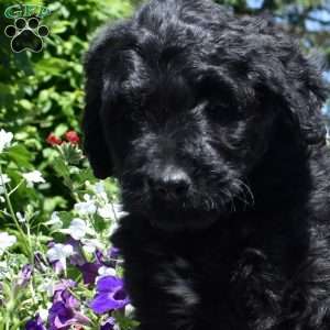Callie, Bernedoodle Puppy