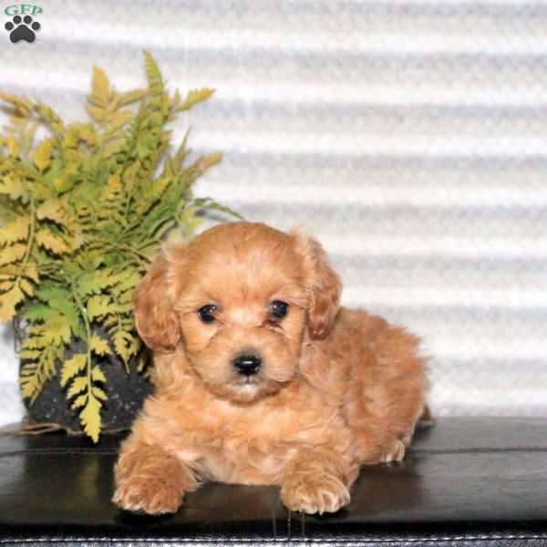 Camie, Mini Goldendoodle Puppy