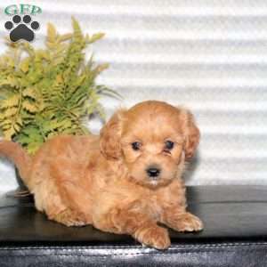 Camie, Mini Goldendoodle Puppy