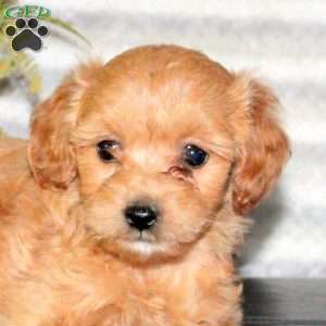 Camie, Mini Goldendoodle Puppy