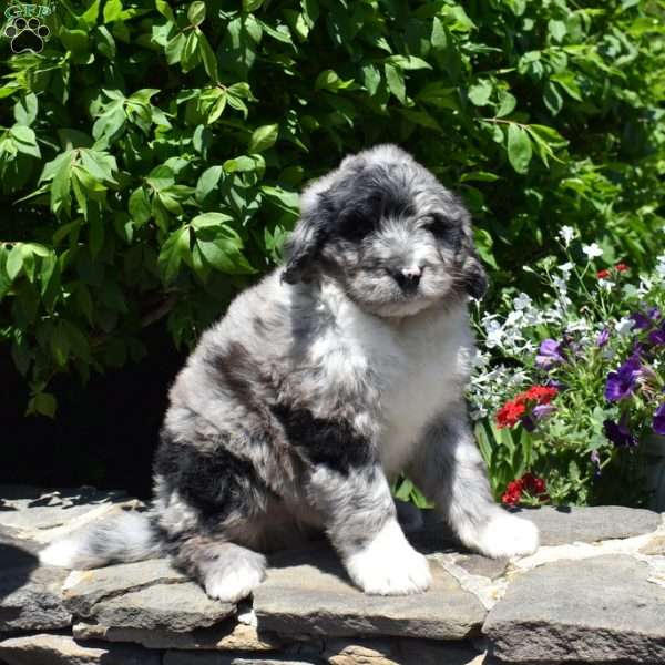 Camper, Bernedoodle Puppy