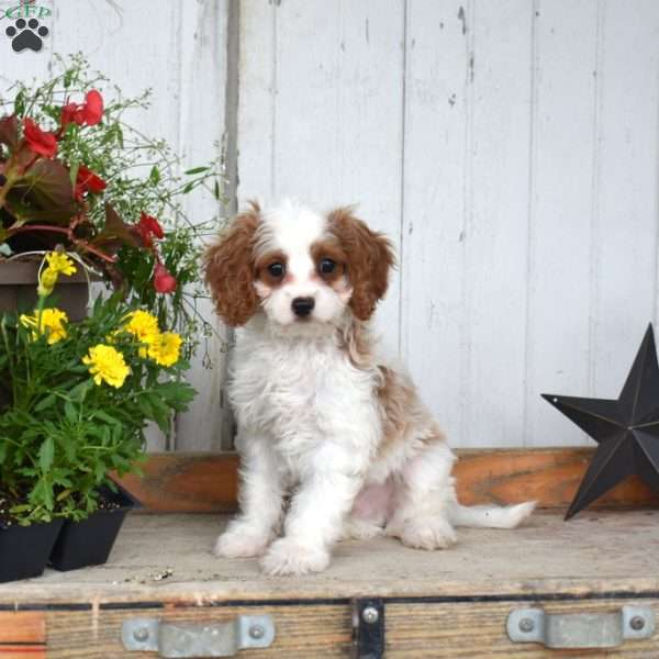 Camper, Cavapoo Puppy