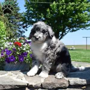 Camper, Bernedoodle Puppy