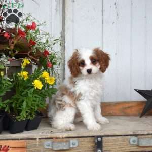 Camper, Cavapoo Puppy