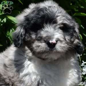 Camper, Bernedoodle Puppy