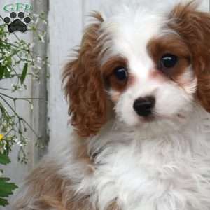 Camper, Cavapoo Puppy