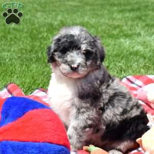 Camper, Bernedoodle Puppy