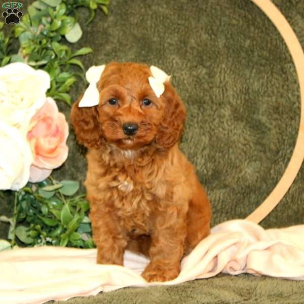 Candace, Cockapoo Puppy