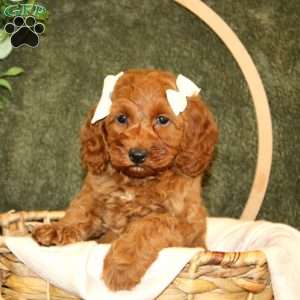Candace, Cockapoo Puppy