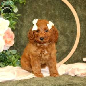Candace, Cockapoo Puppy