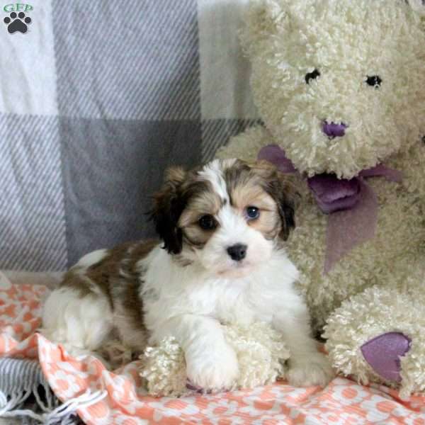 Candy, Cavachon Puppy