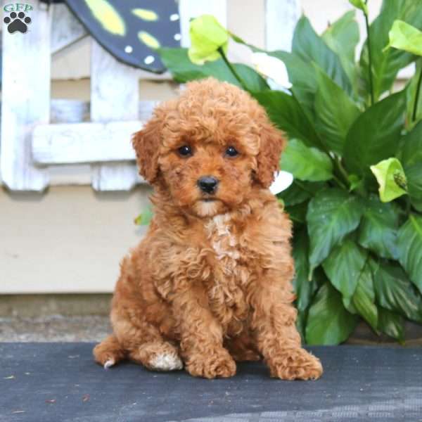 Candy, Bich-Poo Puppy