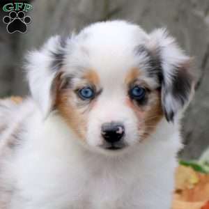 Caprise, Miniature Australian Shepherd Puppy