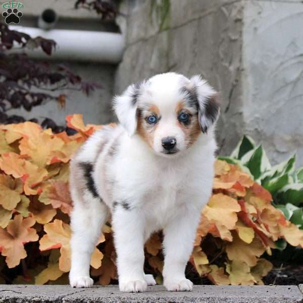 Caprise, Miniature Australian Shepherd Puppy