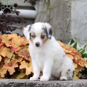 Caprise, Miniature Australian Shepherd Puppy
