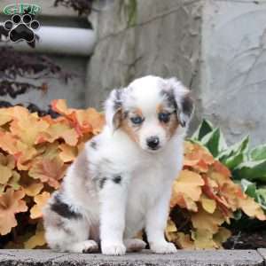 Caprise, Miniature Australian Shepherd Puppy