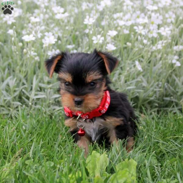 Captain, Yorkie Puppy