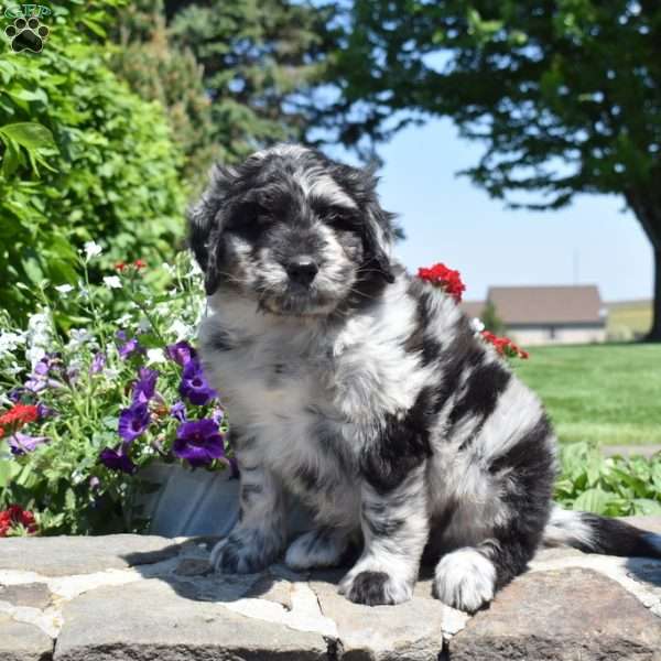 Captain, Bernedoodle Puppy