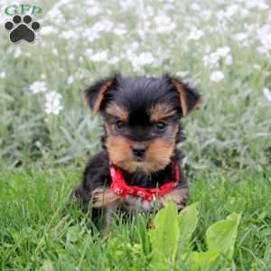 Captain, Yorkie Puppy