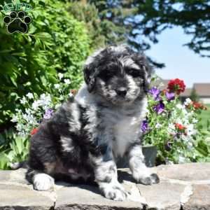 Captain, Bernedoodle Puppy