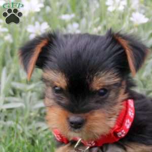 Captain, Yorkie Puppy