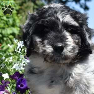 Captain, Bernedoodle Puppy