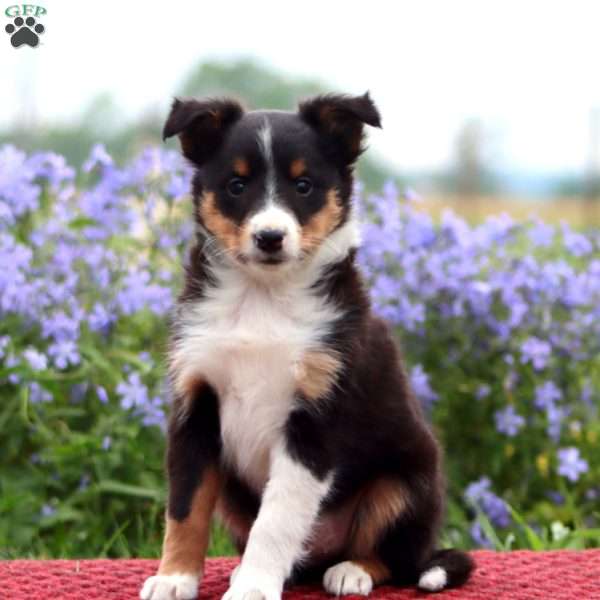 Captain, Sheltie Puppy