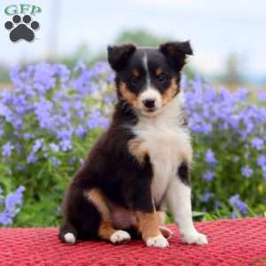 Captain, Sheltie Puppy