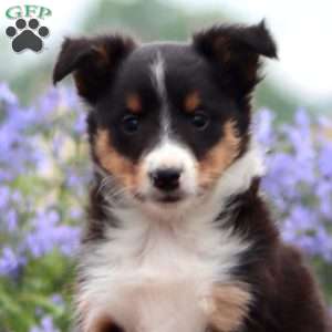 Captain, Sheltie Puppy
