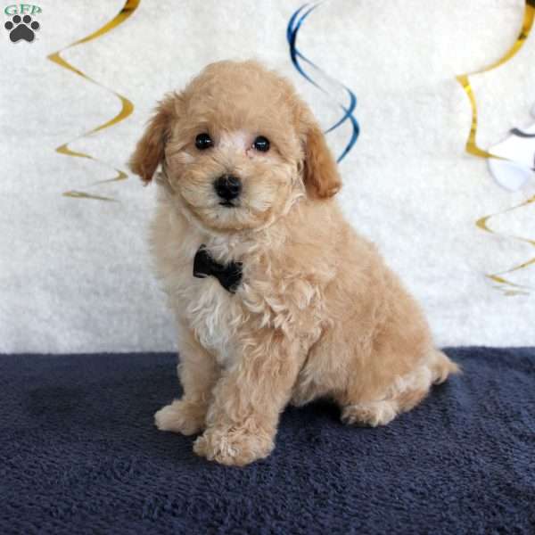 Caramel, Miniature Poodle Puppy
