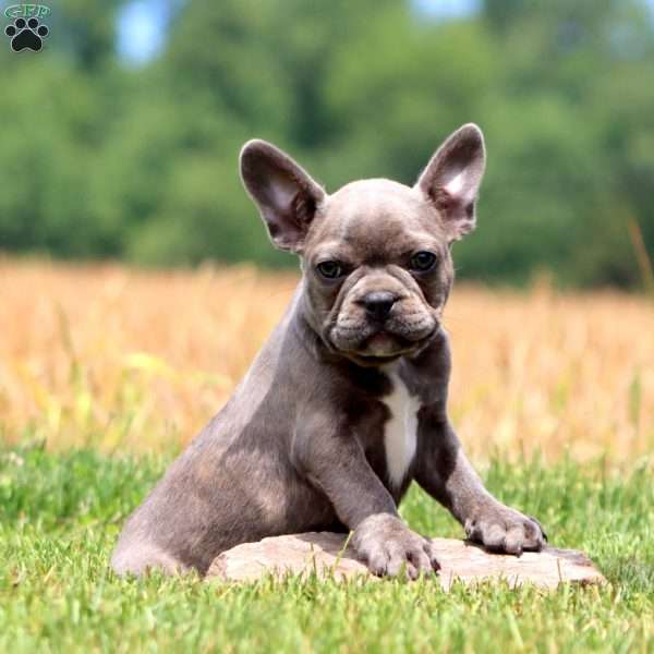 Carla, Frenchton Puppy