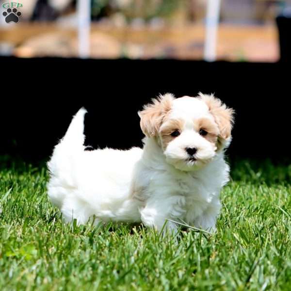 Carla, Havapoo Puppy