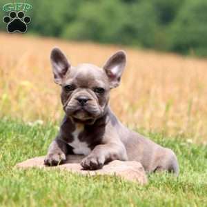 Carla, Frenchton Puppy