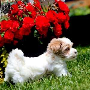 Carla, Havapoo Puppy