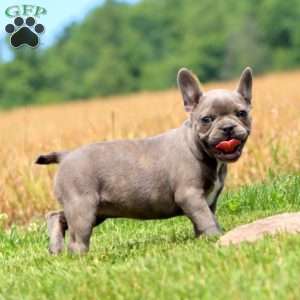 Carla, Frenchton Puppy
