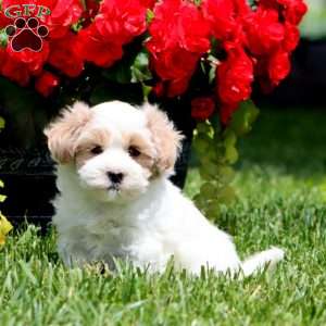 Carla, Havapoo Puppy