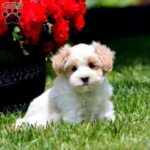 Carla, Havapoo Puppy