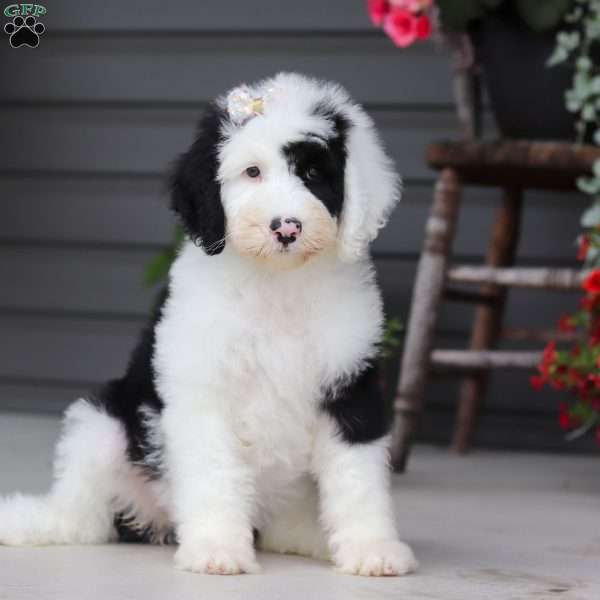 Carla, Sheepadoodle Puppy