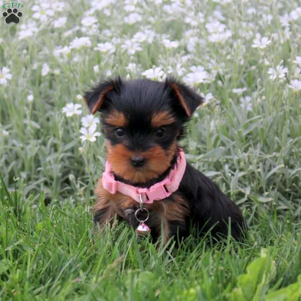 Carmel, Yorkie Puppy