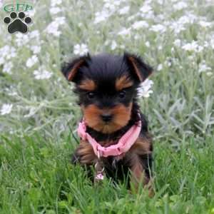 Carmel, Yorkie Puppy