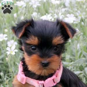 Carmel, Yorkie Puppy