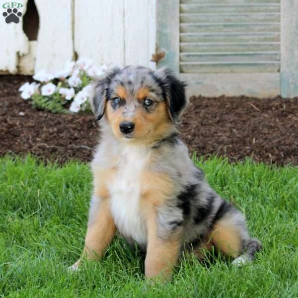 Carol, English Shepherd Puppy