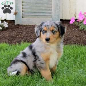 Carol, English Shepherd Puppy