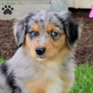 Carol, English Shepherd Puppy