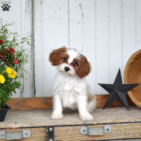 Carolina, Cavapoo Puppy