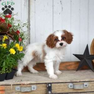 Carolina, Cavapoo Puppy